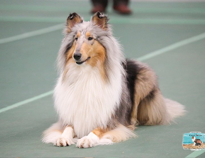 ABOUT – Collie Club of America National