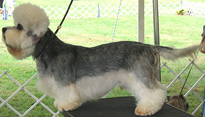 dandie_dinmont_terrier_h03.jpg