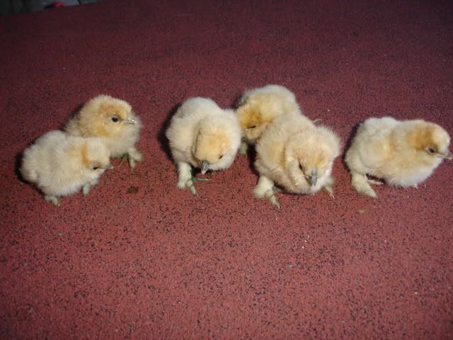 CHICKSSSSS018.jpg