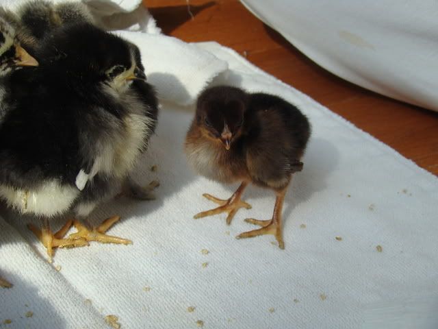 chickens071.jpg