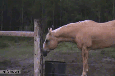 1329846894_aliens_in_the_woods__guy_running_from_cow.gif