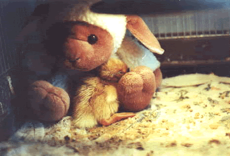 DucklingDoll.gif