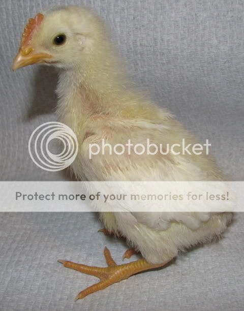 rooster.jpg