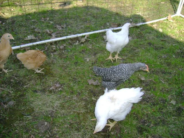 DSC00311.jpg