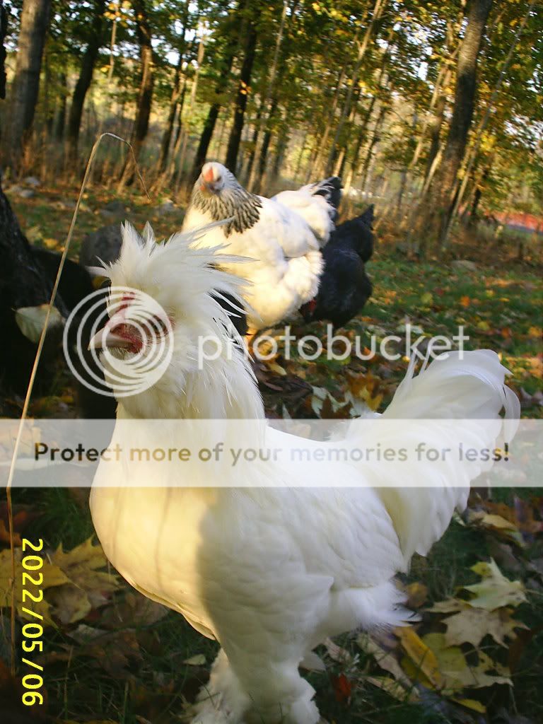 LittleFuzz1.jpg