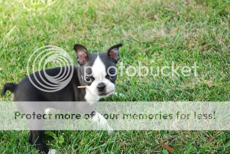 Puppies8weeks006.jpg