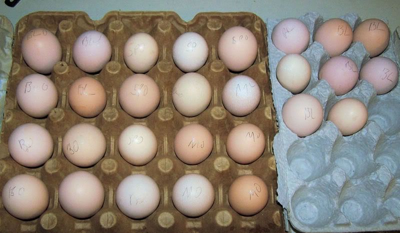 bamaeggs.jpg