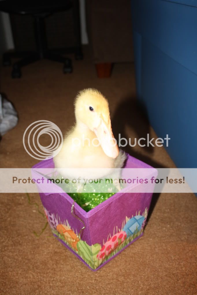 easter010.jpg