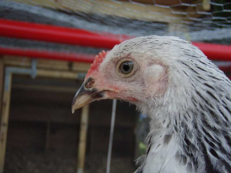 Chickens%20058.JPG