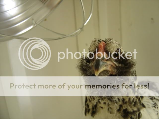 chickseat032.jpg