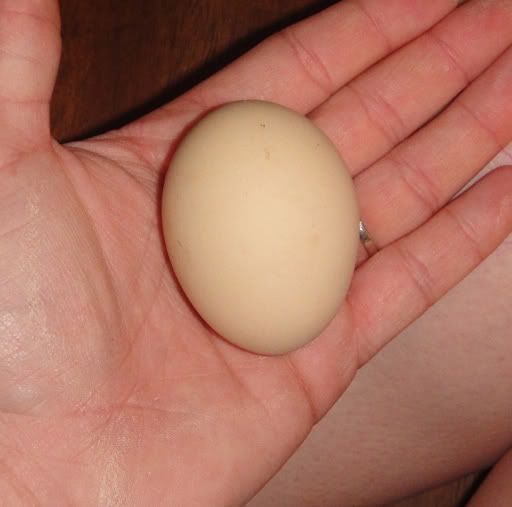 egg1.jpg