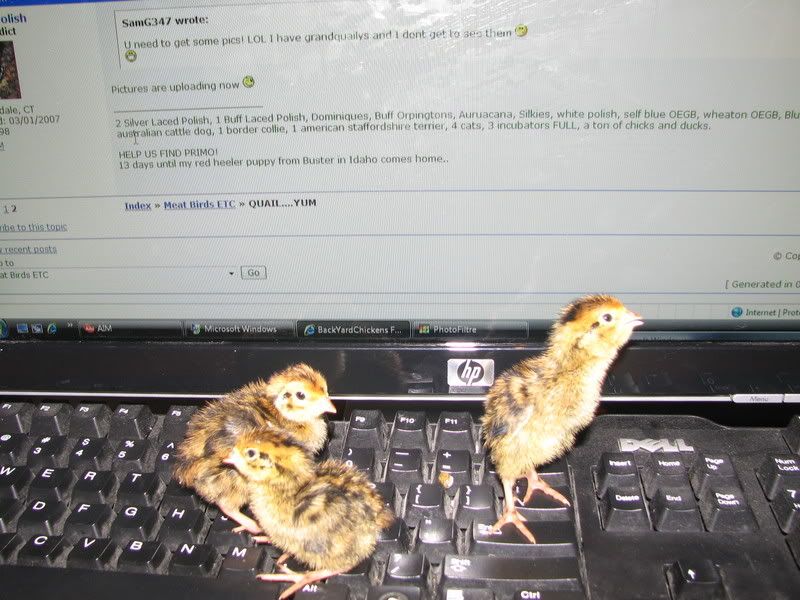 quail088.jpg