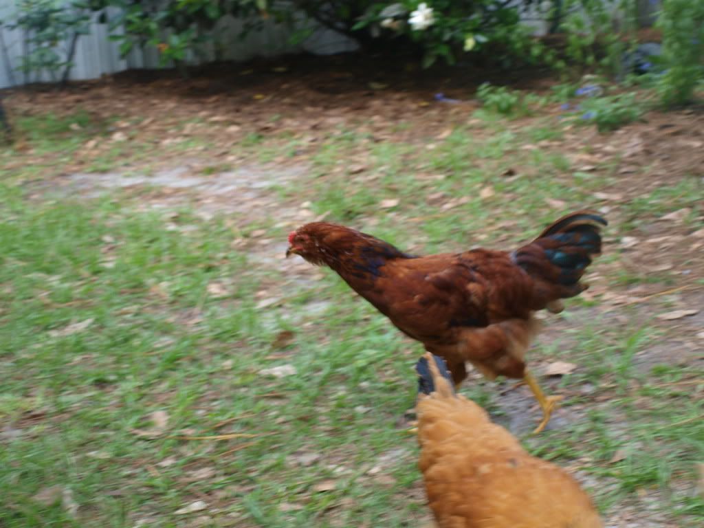 P5272880.jpg