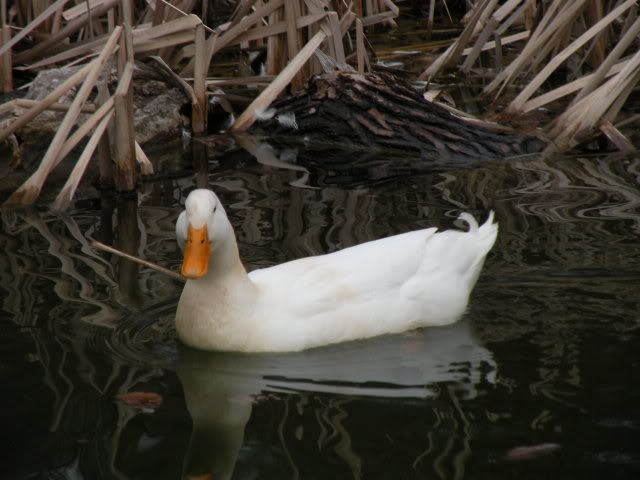 DSCN0133.jpg