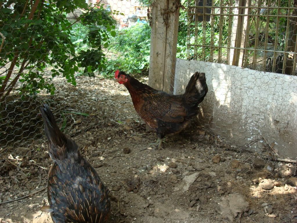 DSC01513.jpg