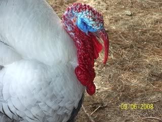 Tomreadytogobble.jpg