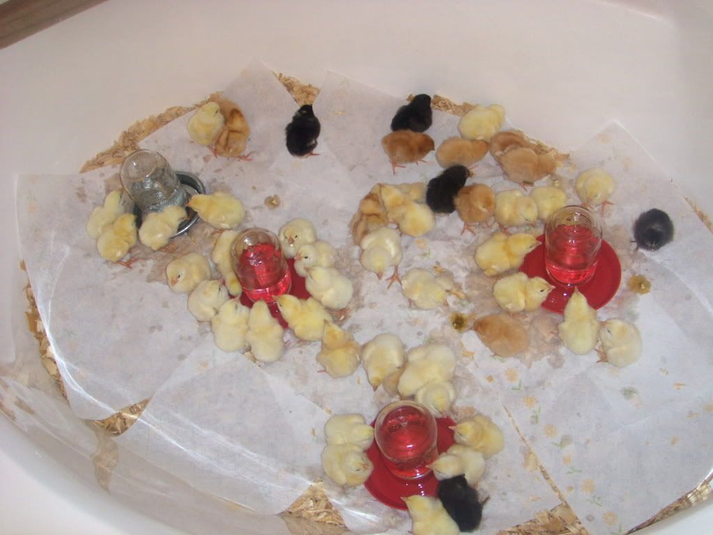 HPIM0760.jpg