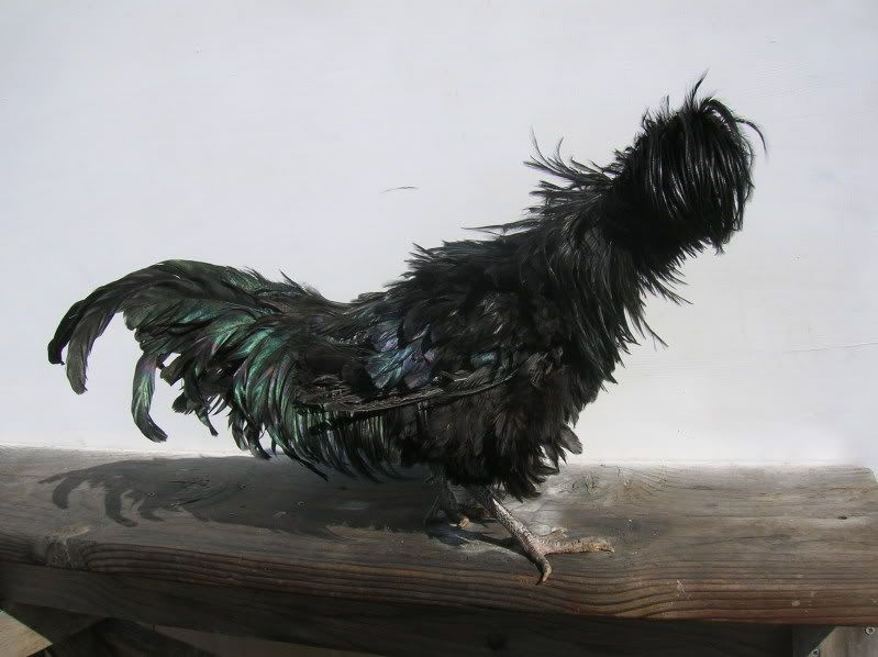 DSCN4297.jpg