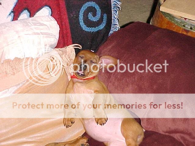 MoxieSnooze.jpg