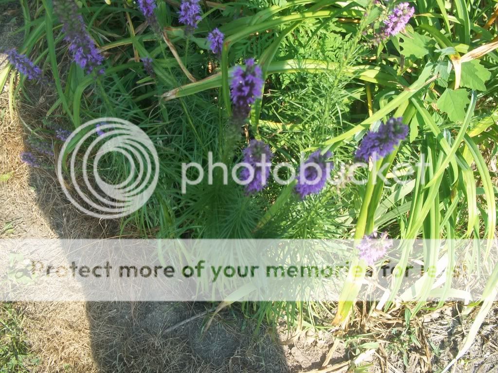 Flowers027.jpg