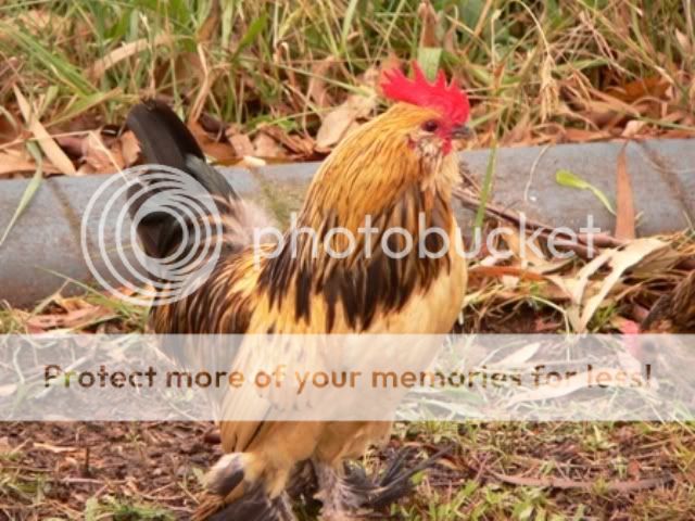 Chooks230109017.jpg