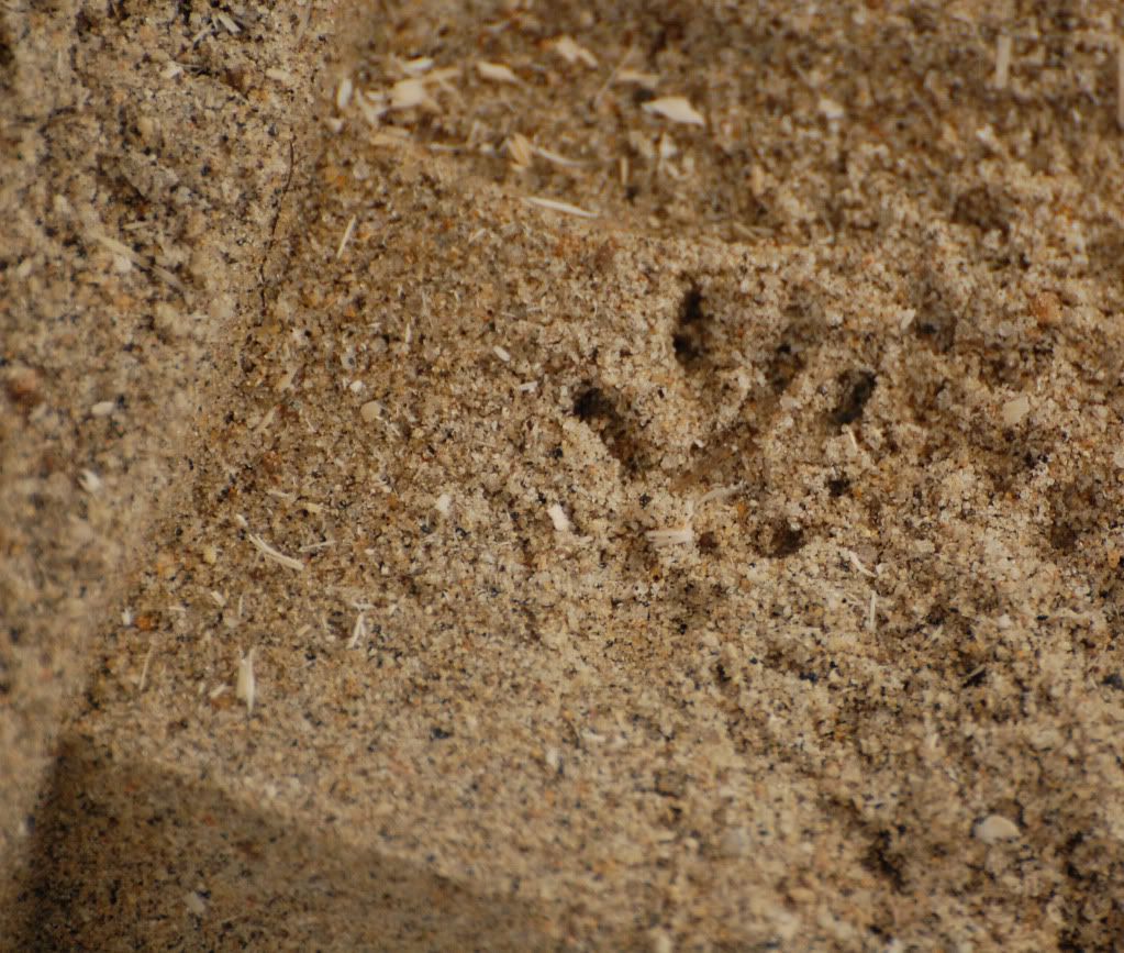 ratfoot1.jpg