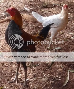 mod_bl-red_male_spl-hen.jpg