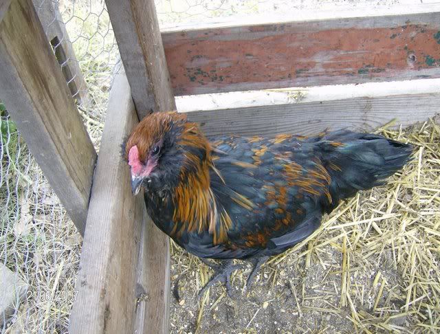 Chickens-December162007030.jpg