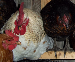 chickens-roost.jpg