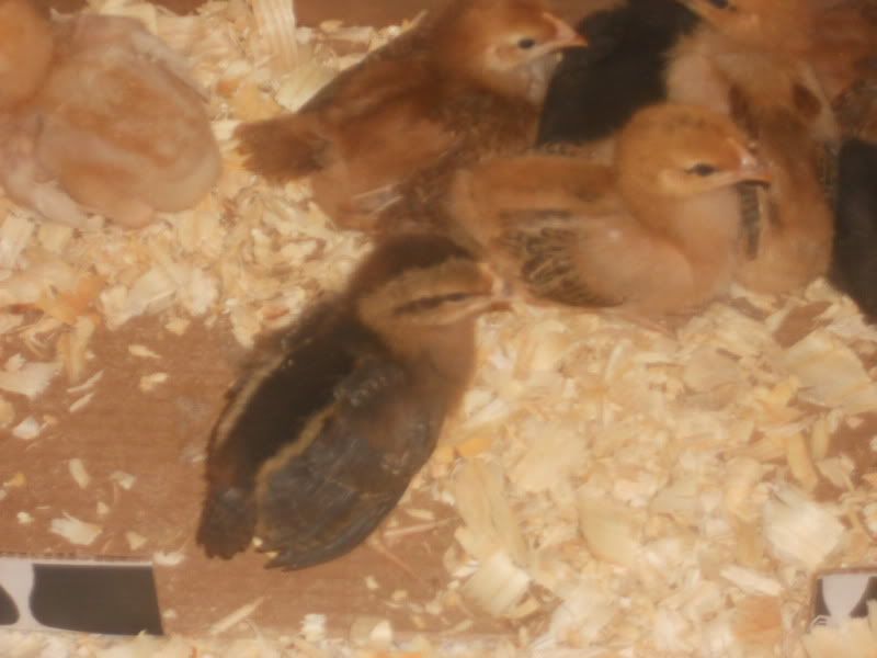 chickens423003.jpg