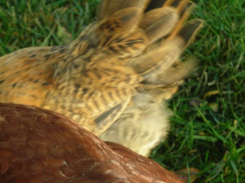 DSCN1153.jpg