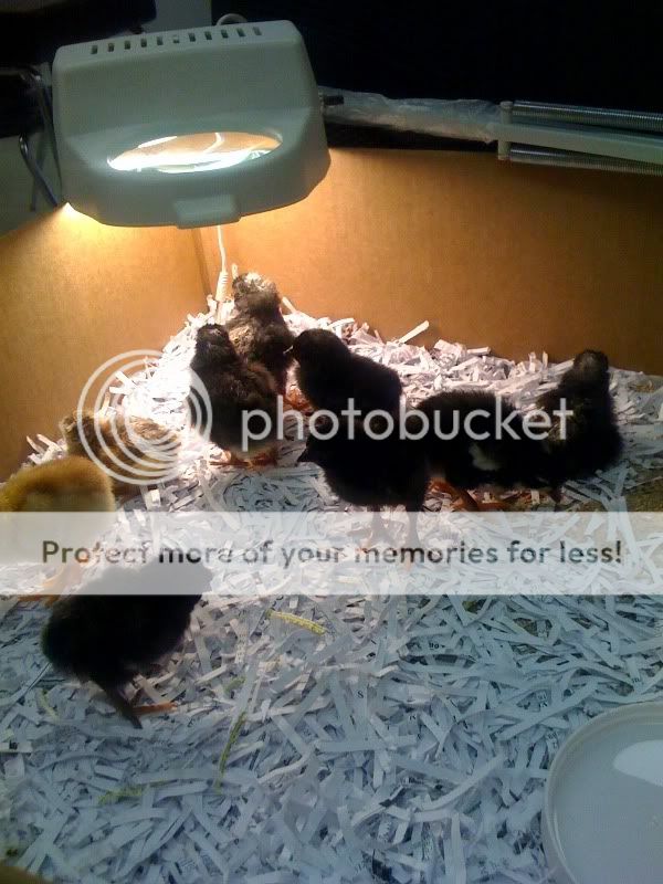 babies4.jpg