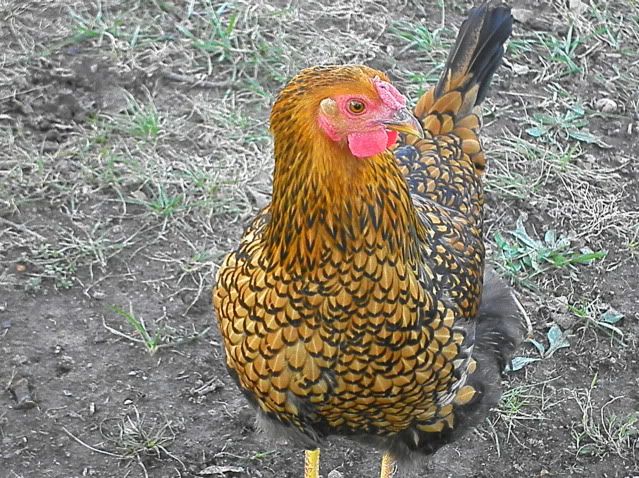 SANY0103.jpg