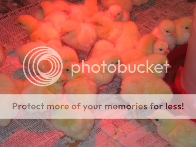easter058.jpg