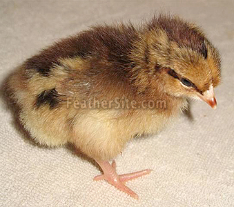 SpeckledSussexChik5d.JPEG