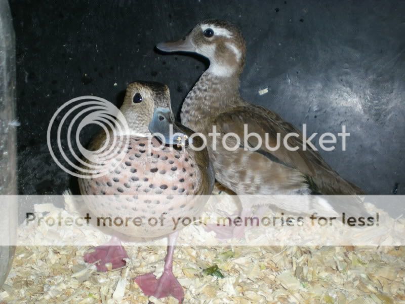 DSCN3690.jpg