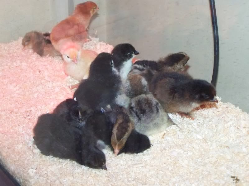 Awsleepingpeeps.jpg