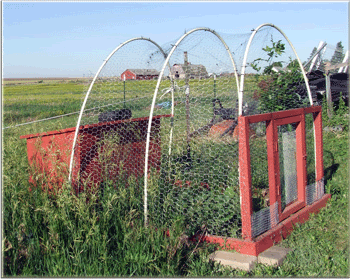 quailtractor2.gif