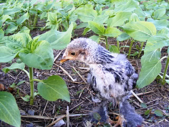 Bantams014.jpg