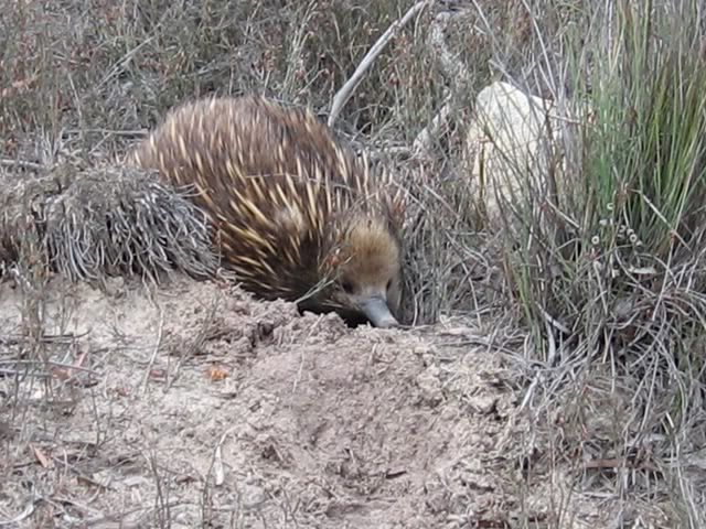echidna.jpg