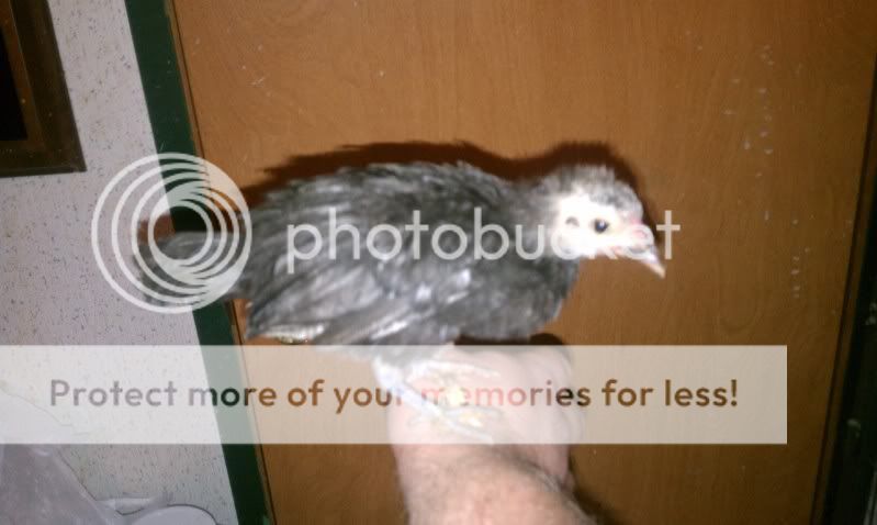 IMAG0022.jpg