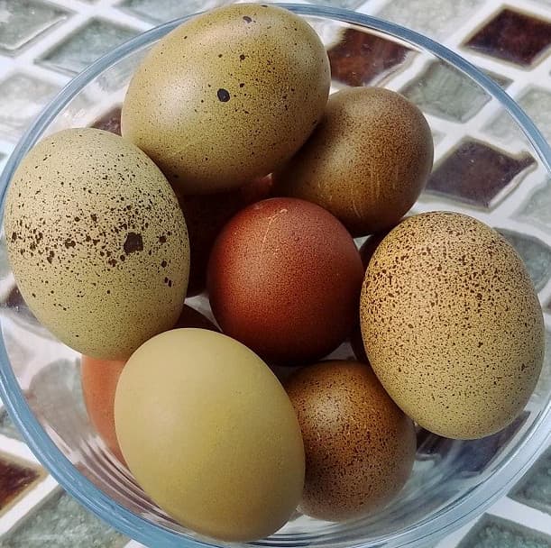 An-amazing-selection-of-olive-coloured-eggs.-min.jpg