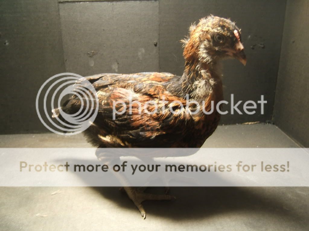 DSCF6978.jpg