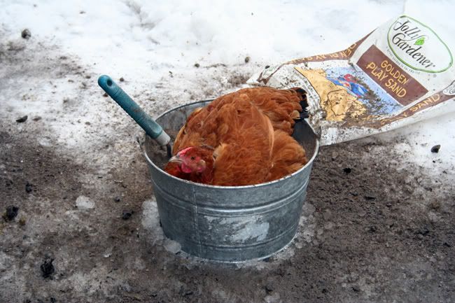 chick2.jpg