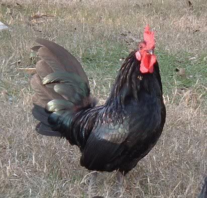 BantamOEGBlack02.jpg