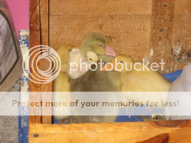 goslings072.jpg