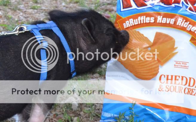 lunawantschips.jpg