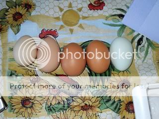 DSCN0115.jpg