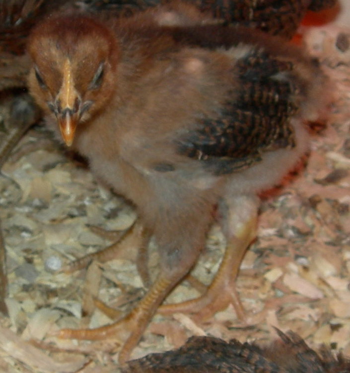 Chicks_Day_21_27a-vi.jpg