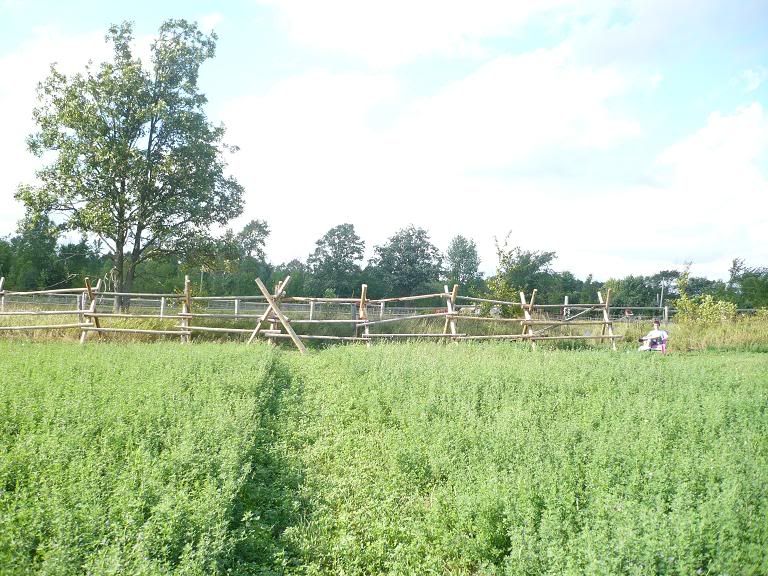 buckfence_aug20.jpg